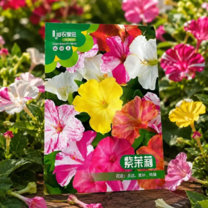 🌸 সন্ধ্যামালতি ফুলের বীজ (45+ Seeds)